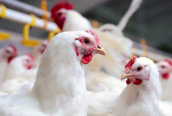 مرغ تخمگذار صنعتی چیست - سپید طیور